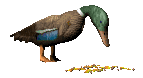 duck 1